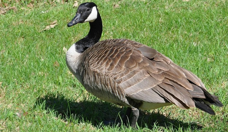 How Wake County Property Owners Can Discourage Canada Geese