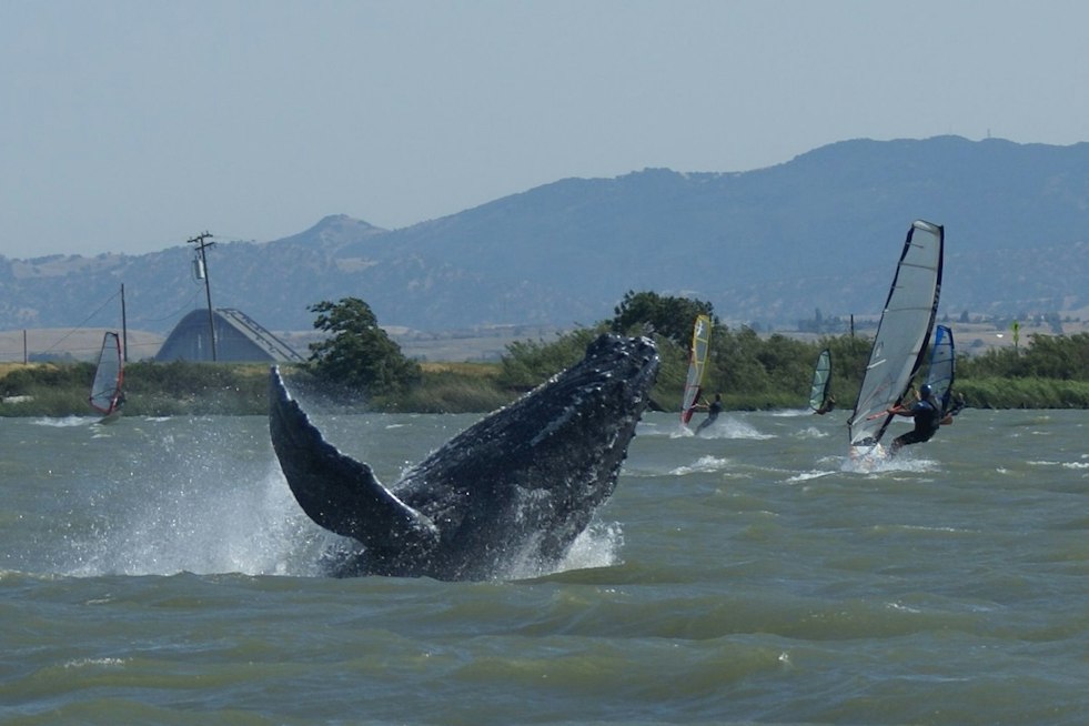 Humpback Whale Cruises Sacramento River Near Rio Vista, Echoing Humphrey's Saga