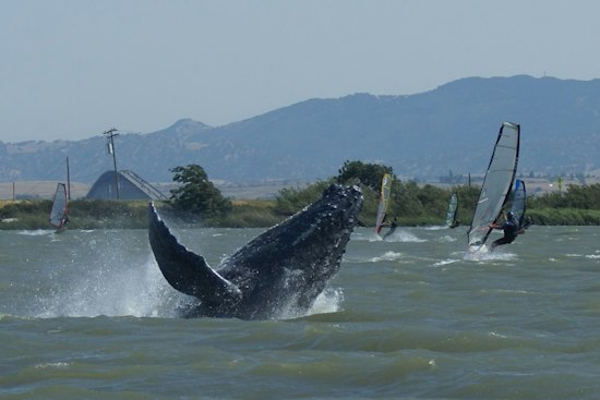 Humpback Whale Cruises Sacramento River Near Rio Vista, Echoing Humphrey's Saga