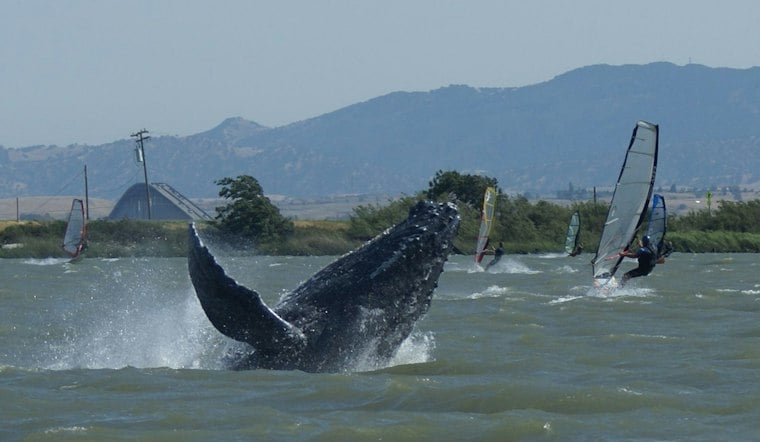 Humpback Whale Cruises Sacramento River Near Rio Vista, Echoing Humphrey's Saga