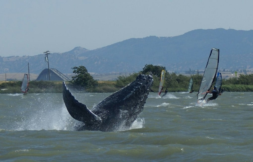 Humpback Whale Cruises Sacramento River Near Rio Vista, Echoing Humphrey's Saga