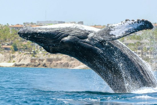 Humpback Whales Put On a Show Off Bodega Bay as North Bay Bakes
