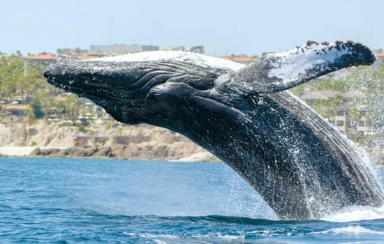 Humpback Whales Put On a Show Off Bodega Bay as North Bay Bakes
