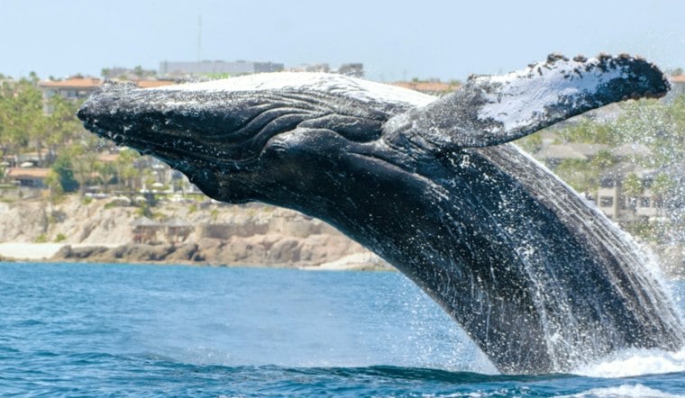 Humpback Whales Put On a Show Off Bodega Bay as North Bay Bakes