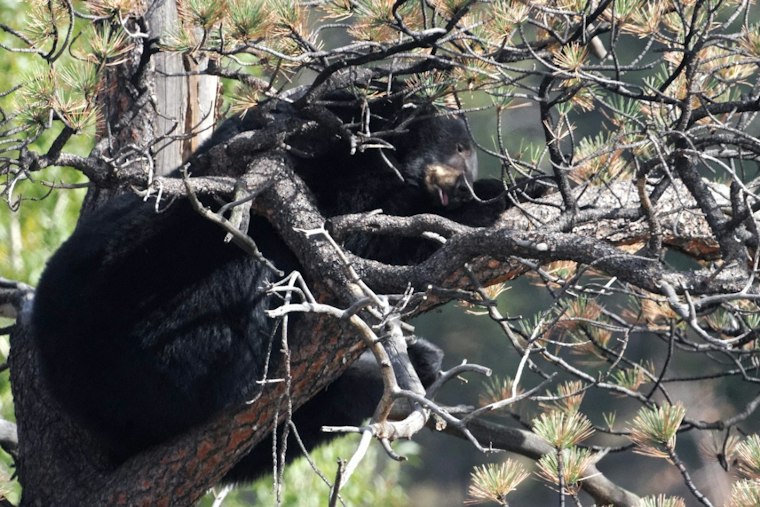 Hungry Bear Crashes Aspen Farmers Market, Devours Bakery's Fresh Bread