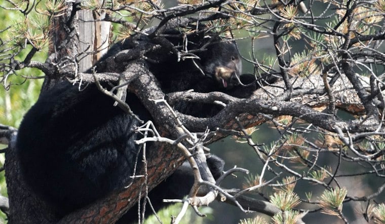 Hungry Bear Crashes Aspen Farmers Market, Devours Bakery's Fresh Bread