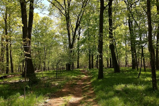 Huntersville Neighbors Fight 60-Space Greenway Lot Next to Their Backyards