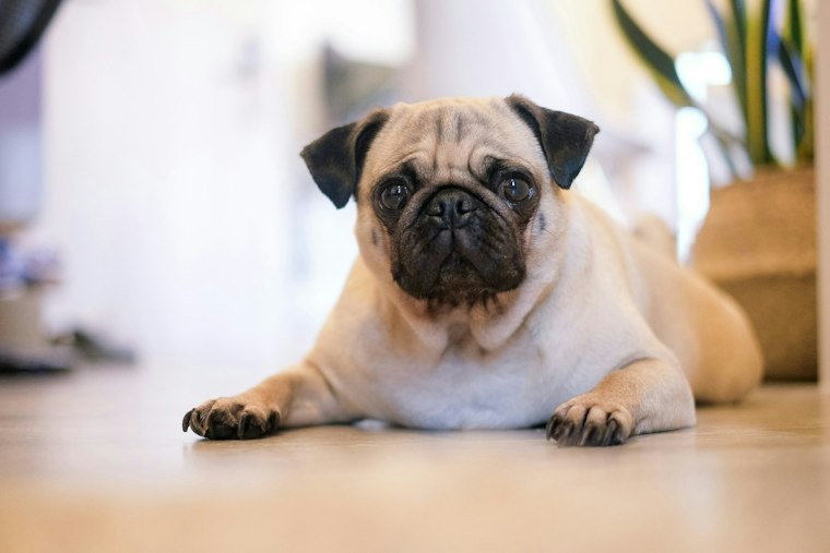 Huntington Beach Marina Cameras Catch Man Choking Pug, Police Say