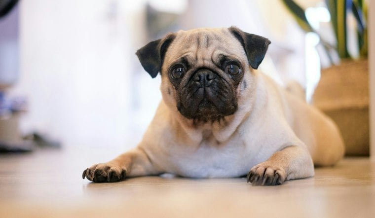 Huntington Beach Marina Cameras Catch Man Choking Pug, Police Say