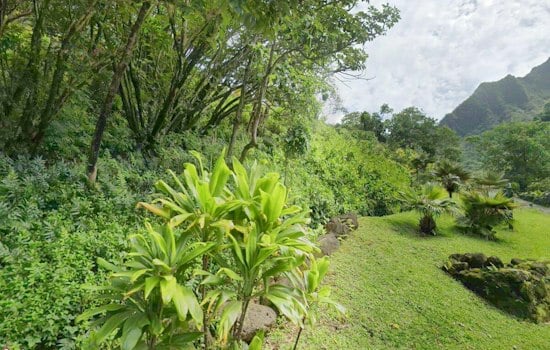 Hurricane Lowell Wrecks Kauaʻi's Rare Loulu Palms, Botanical Gardens Stay Shut