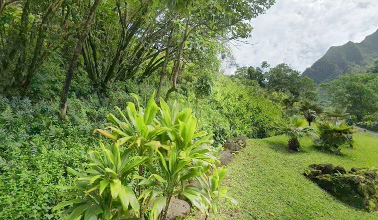 Hurricane Lowell Wrecks Kauaʻi's Rare Loulu Palms, Botanical Gardens Stay Shut