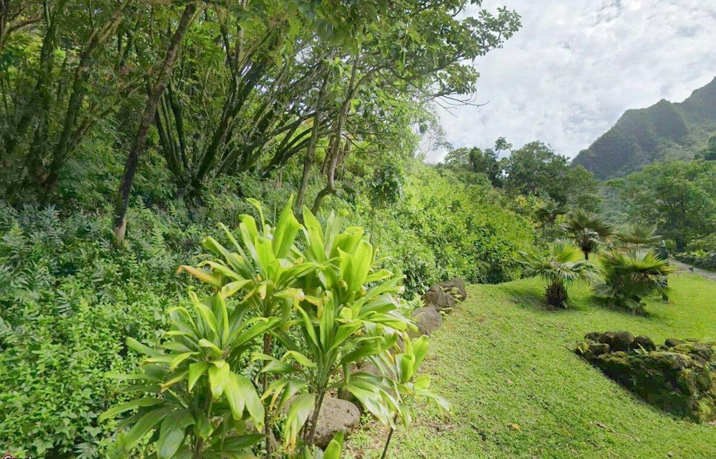 Hurricane Lowell Wrecks Kauaʻi's Rare Loulu Palms, Botanical Gardens Stay Shut