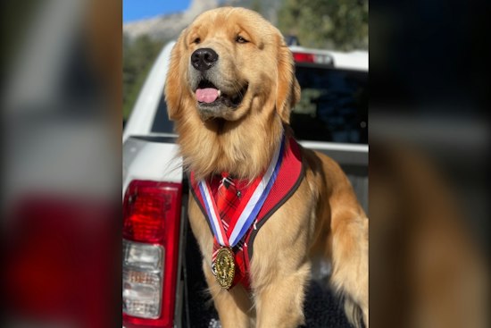 Idyllwild's Dog Mayor Turns Four, Packing Downtown With Fans