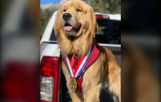 Idyllwild's Dog Mayor Turns Four, Packing Downtown With Fans