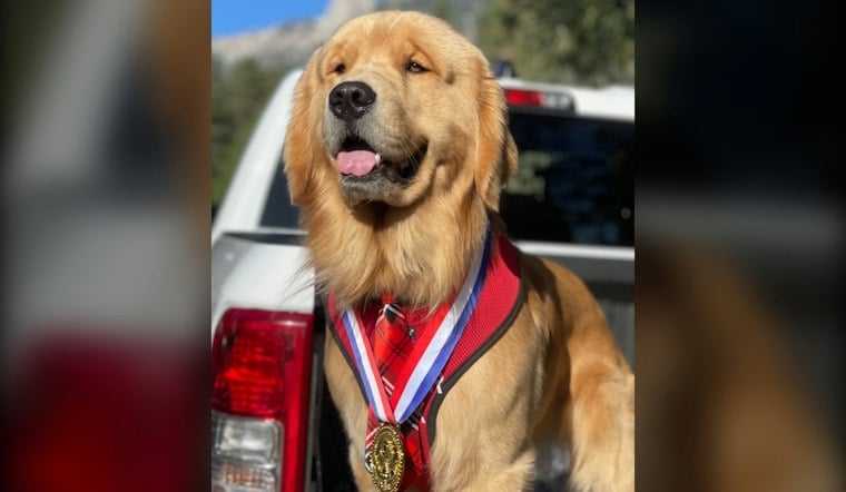 Idyllwild's Dog Mayor Turns Four, Packing Downtown With Fans