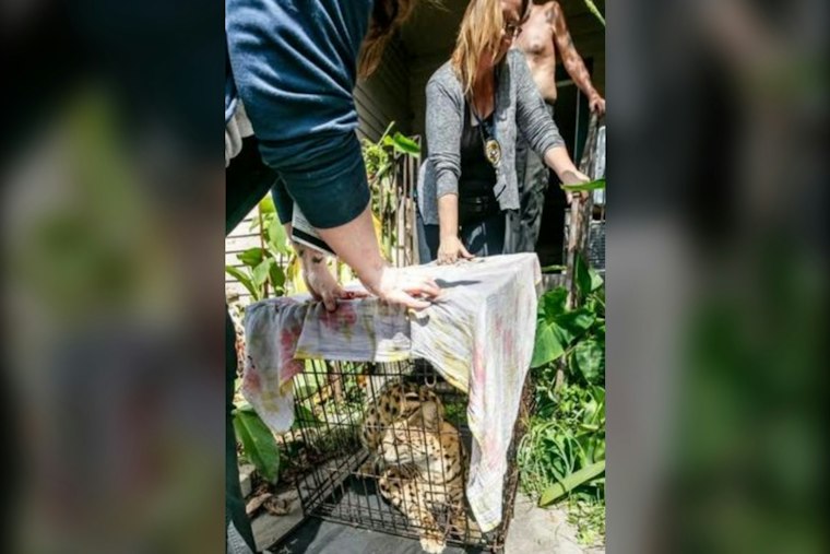 Illegal Serval Caught Prowling Marrero Backyard, Bound for Audubon Zoo