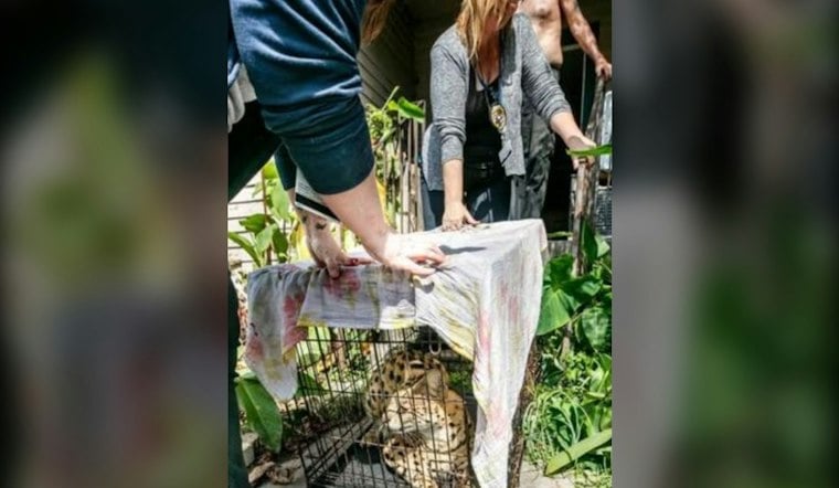 Illegal Serval Caught Prowling Marrero Backyard, Bound for Audubon Zoo