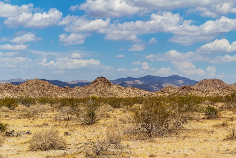 Interior Dept Blocks $25M for Parks, Joshua Tree Fire Prep Halted