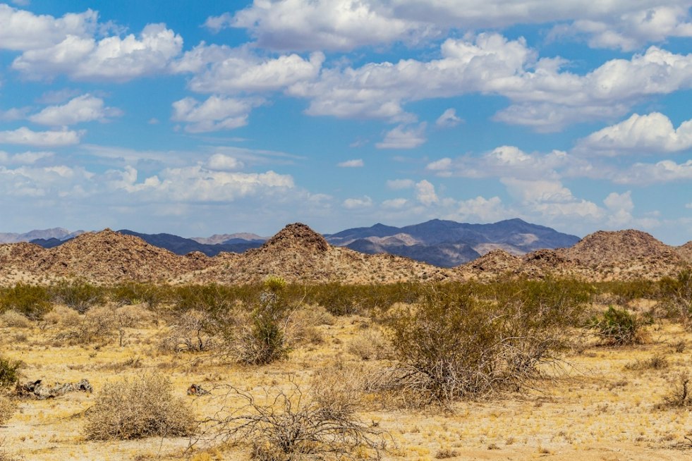 Interior Dept Blocks $25M for Parks, Joshua Tree Fire Prep Halted
