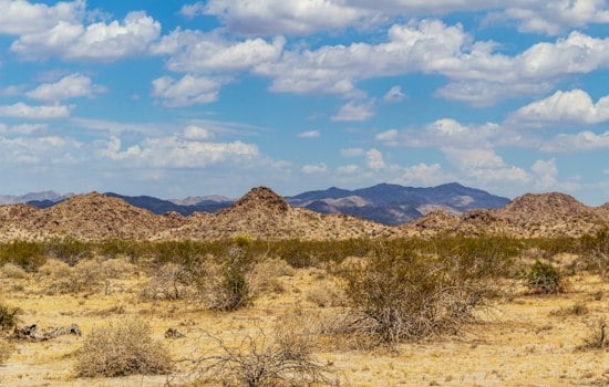 Interior Dept Blocks $25M for Parks, Joshua Tree Fire Prep Halted
