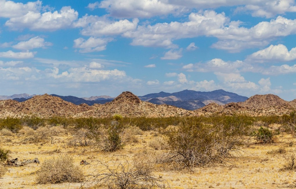 Interior Dept Blocks $25M for Parks, Joshua Tree Fire Prep Halted