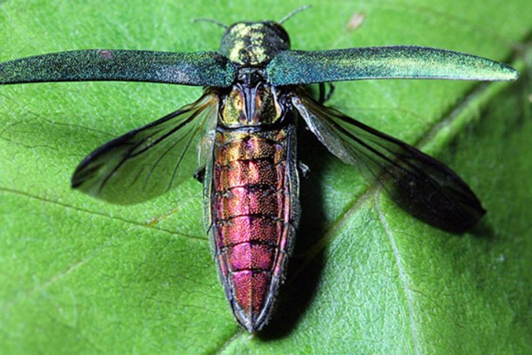 Invasive Beetle Reaches Two More Minnesota Counties, Now Infests 62 of 87