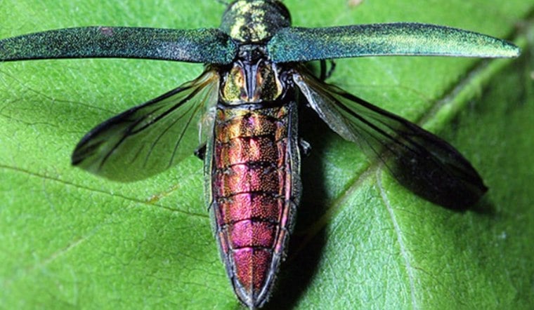 Invasive Beetle Reaches Two More Minnesota Counties, Now Infests 62 of 87