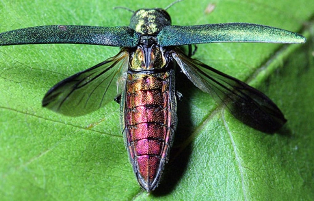 Invasive Beetle Reaches Two More Minnesota Counties, Now Infests 62 of 87