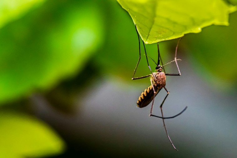 Invasive Mosquito Never Before Seen in Portland Turns Up Near Kelley Point Park