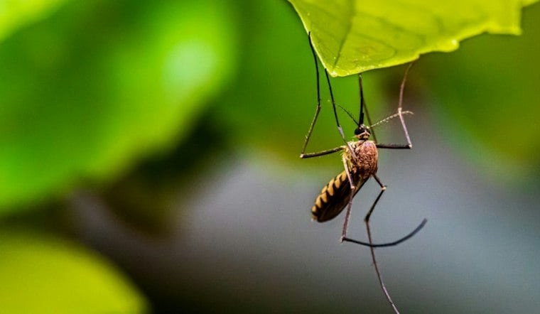 Invasive Mosquito Never Before Seen in Portland Turns Up Near Kelley Point Park