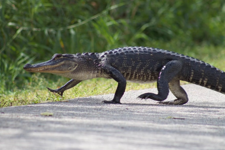 Jacksonville Gator Wrangler Wrestles Reptile Near Arlington Expressway Again