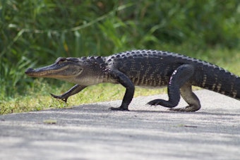 Jacksonville Gator Wrangler Wrestles Reptile Near Arlington Expressway Again