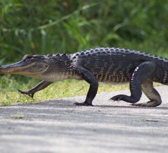 Jacksonville Gator Wrangler Wrestles Reptile Near Arlington Expressway Again