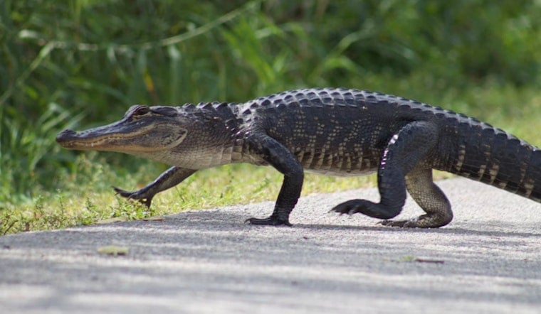 Jacksonville Gator Wrangler Wrestles Reptile Near Arlington Expressway Again