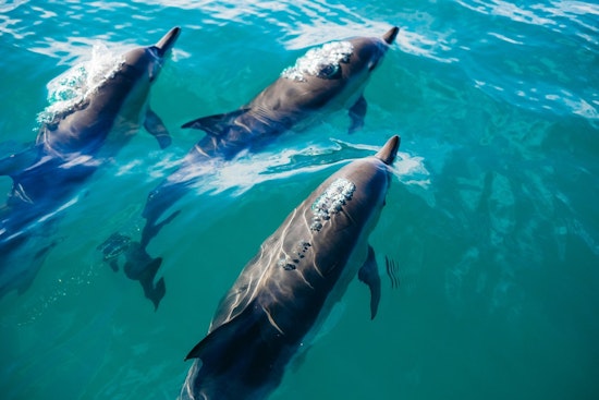 Jet Ski Nearly Struck by Dolphin as Pod of 50 Swarms Waties Island Couple
