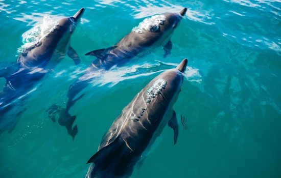 Jet Ski Nearly Struck by Dolphin as Pod of 50 Swarms Waties Island Couple