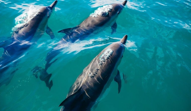 Jet Ski Nearly Struck by Dolphin as Pod of 50 Swarms Waties Island Couple