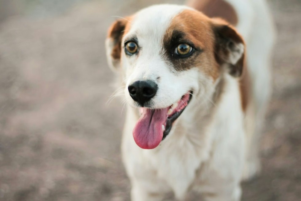 Jet the Runway Dog Finds a Home as Airport Wildlife Risks Put His Escape in Context