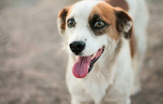 Jet the Runway Dog Finds a Home as Airport Wildlife Risks Put His Escape in Context