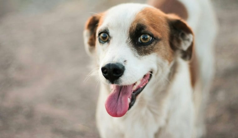 Jet the Runway Dog Finds a Home as Airport Wildlife Risks Put His Escape in Context
