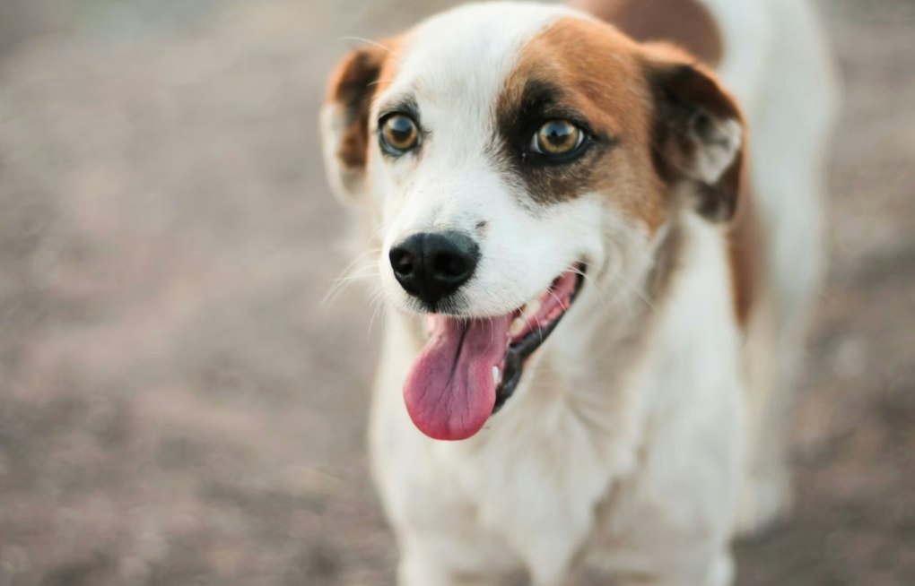 Jet the Runway Dog Finds a Home as Airport Wildlife Risks Put His Escape in Context