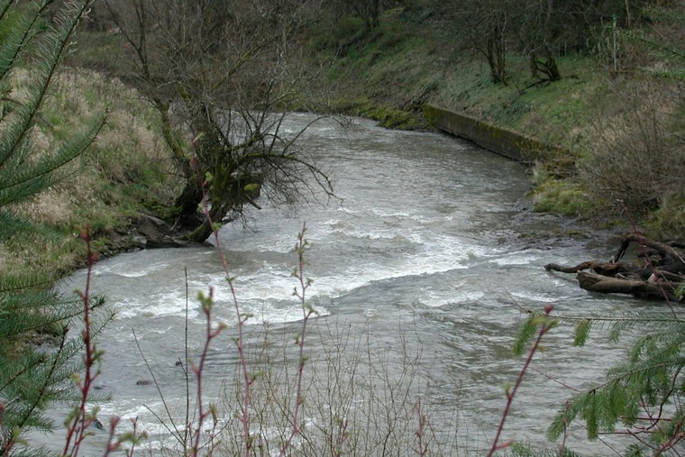 Johnson Creek Animal Die-Off Remains Unexplained as Officials Investigate