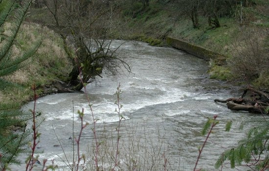 Johnson Creek Animal Die-Off Remains Unexplained as Officials Investigate