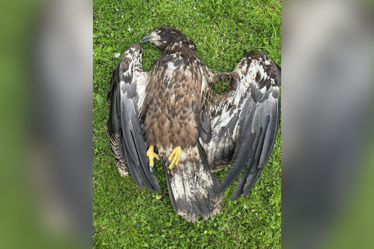 Juvenile Eagle Shot Near Beaver Run Reservoir, Died Before Rescuers Could Help