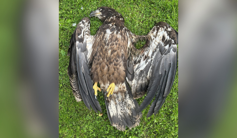 Juvenile Eagle Shot Near Beaver Run Reservoir, Died Before Rescuers Could Help
