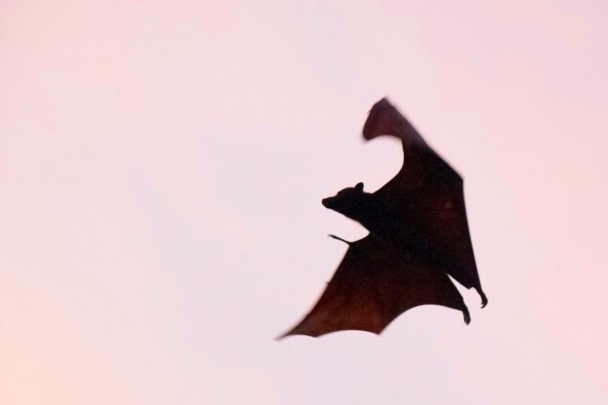 Photo: hoodline.com Kansas City Rabid Bat Cases Hit 10-Year High Amid Rising Treatment Costs