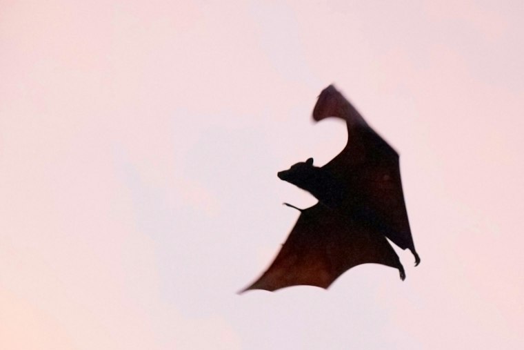 Kansas City Bat Rabies Cases Hit 10-Year High as Health Officials Sound Alarm