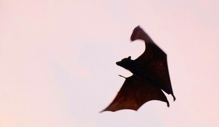 Kansas City Bat Rabies Cases Hit 10-Year High as Health Officials Sound Alarm