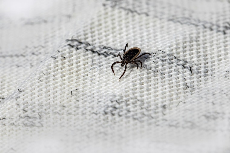 Kansas City's Ticks Are Booming, and Missouri Now Ranks No. 2 for Meat Allergy Risk
