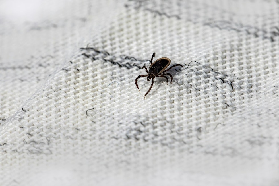 Kansas City's Ticks Are Booming, and Missouri Now Ranks No. 2 for Meat Allergy Risk